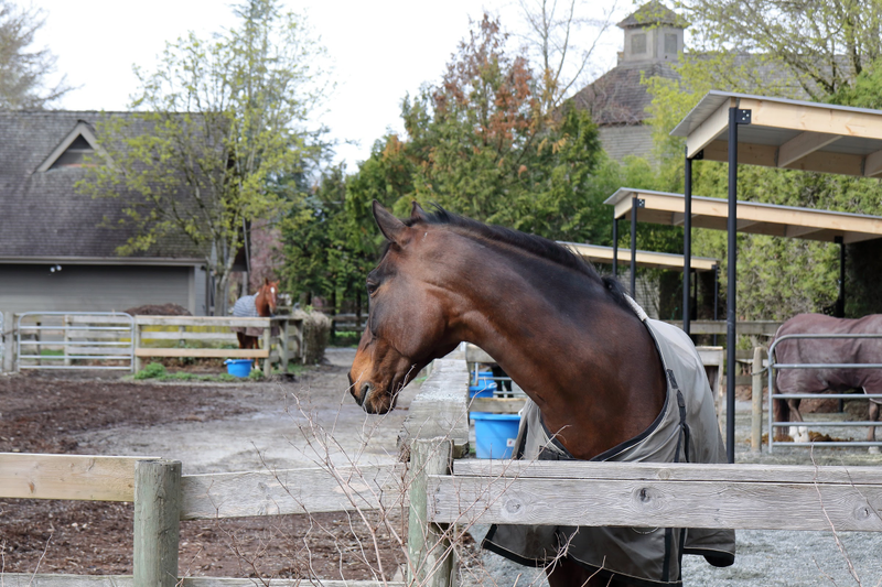 Illustration for article titled Pics from the (Stable)side: 2018-04-15 to Southlands